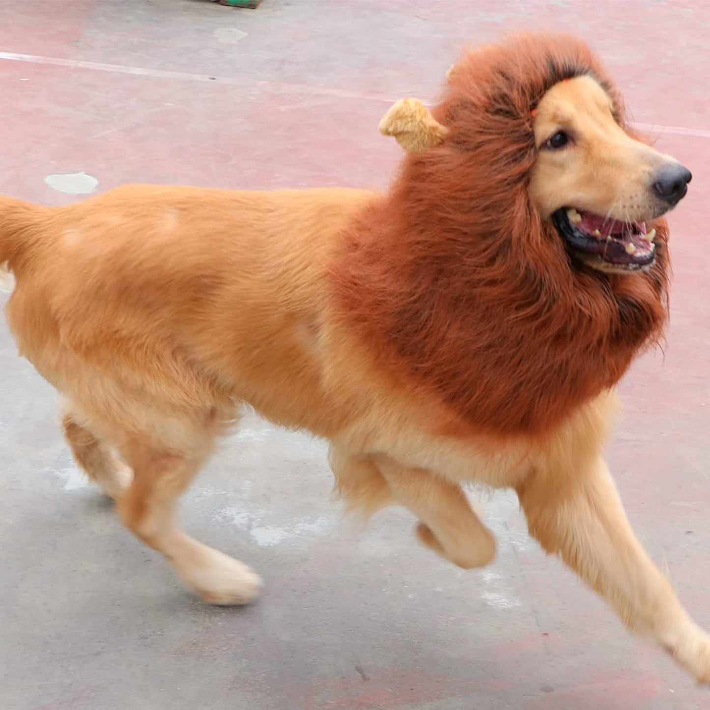 Lion Mane for Dog Costumes, Realistic Wig for Medium to Large Sized Dogs (Dark Brown)